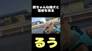 鉄ちゃんな姉犬と電車を見る『るう』