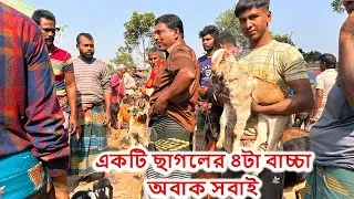 মাংসের ছাগলের চেয়ে পালন করা ছাগলের দাম অনেক কম