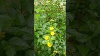 yellow lantana flower #flowers #songs