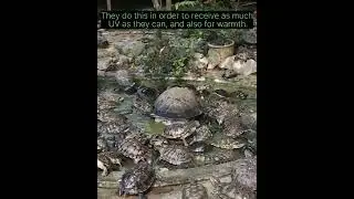 Turtles | bale #shorts #viralvideo #turtle #group #bale
