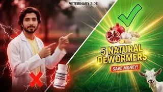 Natural dewormer #deworming Natural medication for goat worms 