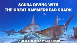 Scuba with The Great Hammerhead Shark