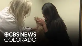 Proposition 129 outcome to impact future of Colorado's veterinarian shortage