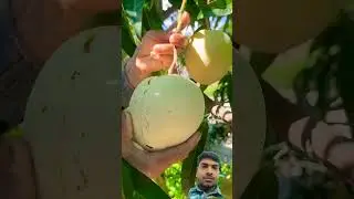 Strange mango  #camping #survival #bushcraft #outdoors #lifehack #diy #ai