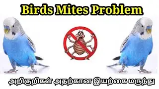 How To Cure Mites Problem By Natural Medicine On Birds