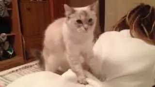 The Massage Cat - funny animal doing people's job FOR FREE
