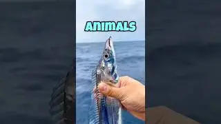 Животные, которые выглядят так, будто сделаны из стекла #животные
