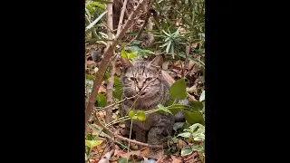 Come with me to feed stray cats #貓#cat#Kedi#野良猫#ねこ#StrayCats#길고양이 #kittens#流浪猫 #gatto