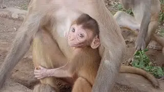 monkey mammi beri gudd #kakutt