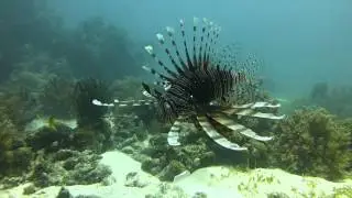 Scuba Diving Panglao Lionfish Balicasag Island | Pata Negra Dive Center