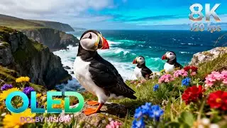 Nature&rsquo;s Most Magical Birds | 16K HDR 240fps Dolby Vision