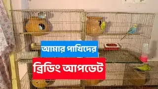 আমার বাজরিগার পাখির ব্রিডিং আপডেট!Budgie Breeding Update🦜🐣