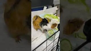 guinea pigs eating...so satisfying to watch💕 #guineapig #guineapigseating #guineapigs #guineapigs