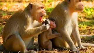 Baby Monkey Enjoys Eating Food With Mom 🐒💕 | Sweet Family Moment