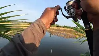 Câu lóc đen vùng vuông tôm nhiều cá