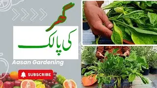 How to Harvest Spinach (Palak) from Small Pot | Aasan Gardening