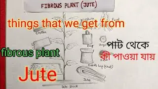 draw things that we get from fibrous plant(jute)/jute🌱plant/we get #jute#juteplant#fibrous#plant