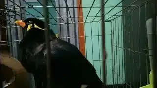 Myna birds are awesome. Myna call her father Baba .Myna is very intelligent birds. Myna birds craze.