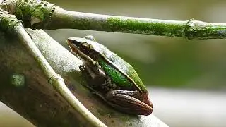 Common Greenback - Hylarana erythraea