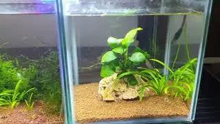 Mini Betta Aquariums