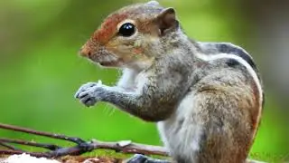 Indian palm squirrel or three-striped palm squirrel / गिलहरी / पाँचधारी गिलहरी