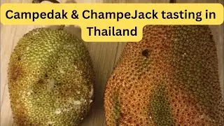 Tasting of Exotic Thailand Fruits - Chempadak and ChempeJack - Tropical fruits from Thailand