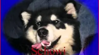 schowi
