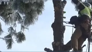 Look up! Arborist climbs 45-foot pine tree damaged by ice storm in Nashville #shorts