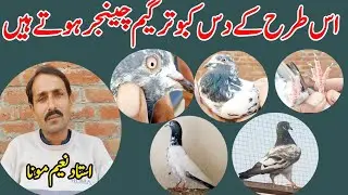 IS TARHA K 10 KABOOTAR GAME CHANJER HOTY HEN 