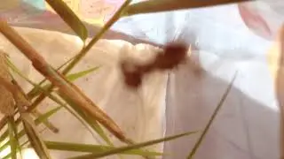 Bl&uuml;tenmantis (Baby)