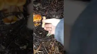 Foraging Candy caps near the coast. Lactarius Rubidis.  Sonoma county|California 1/12/21
