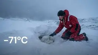 I Saved a Frozen Arctic Fox After She Collapsed Outside My Shelter at &minus;71&deg;C