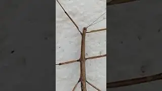 Explore Nature Now Nature Documentaries Wild ANIMAL Insect Stick Insecto Palo #explorenaturenow