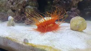 Electric red flame scallop
