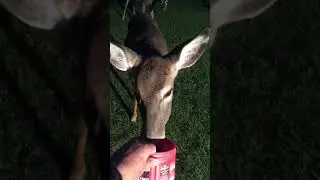 Friendly Wild Deer eats from my hand #Shorts
