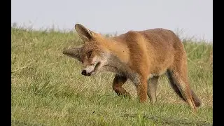 FAUNE ET FLORE