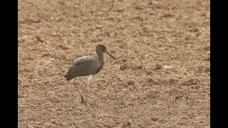 Black Stork, Frampton Marsh RSPB, Lincolnshire, 18/8/21