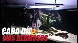 As&iacute; Va El Acuario De Los Peces Altums Atabapo