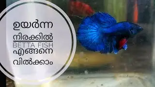 This is how you sell your betta fish Online