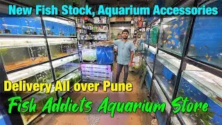 New Fish Stock at Fish Addicts Aquarium Store in Pune I Delivery Available All over Pune