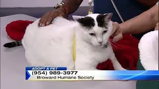 Adopt a Pet: Jan. 14