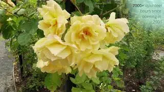 Rose Gardens in Timaru