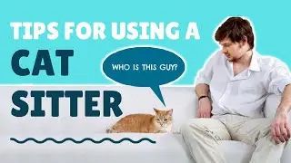 How to Find a Good Cat Sitter