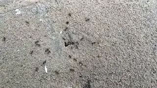 Lasius niger workers