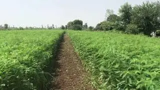 Narc G1 garlic field preparation