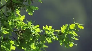 Caméra Nature: Obélix le chêne