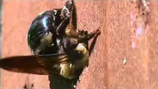 Carpenter Bee Carving Wood (8x speed)