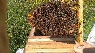Quick Topbar hive inspection