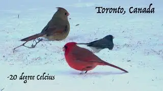 🐧 Amazing Canadian Birds During Extreme Winters