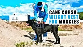 I EXERCISE My Cane Corso Dog with a Weighted Vest and Here's How